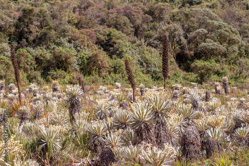 The exotic frailejon valley at the paramo of Teatinos, sorrounding the Laguna Verde, in the highlands of the Andean mountains of central Colombia.