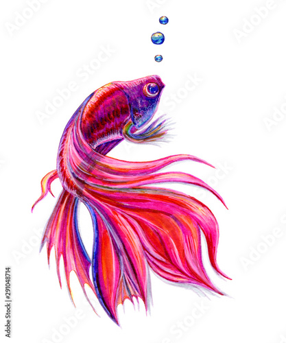Photography pink fish with a long tail, carp koi, watercolor