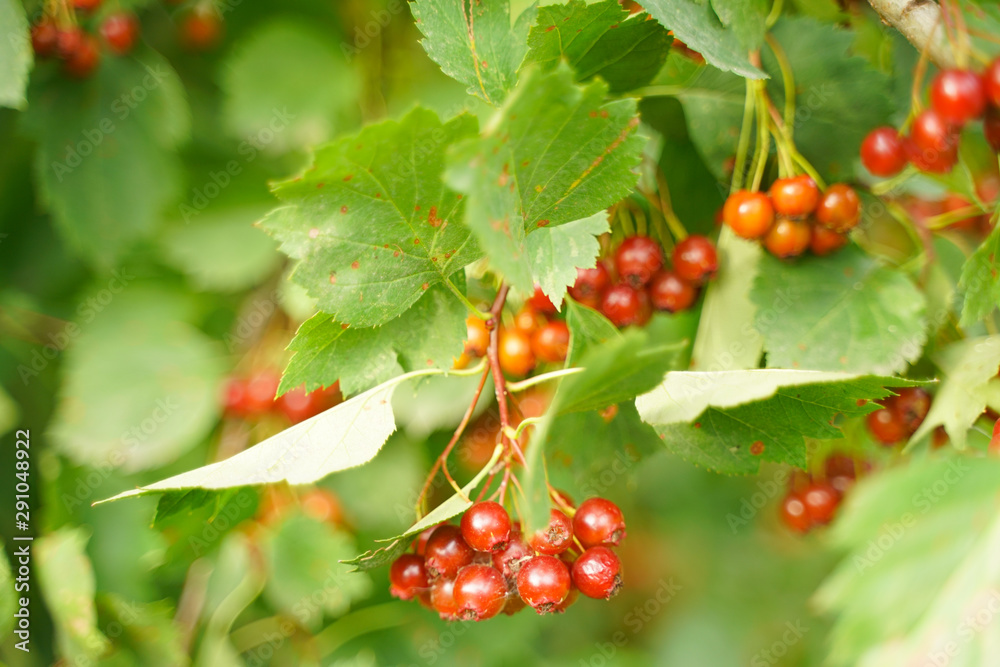 fruits of viburnum in the green garden, branches with leaves. fruits of viburnum in the green garden, branches with leaves.