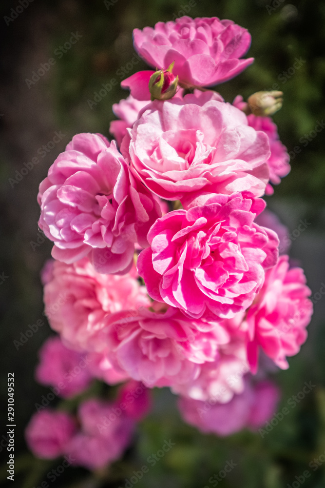 Cluster of pink roses