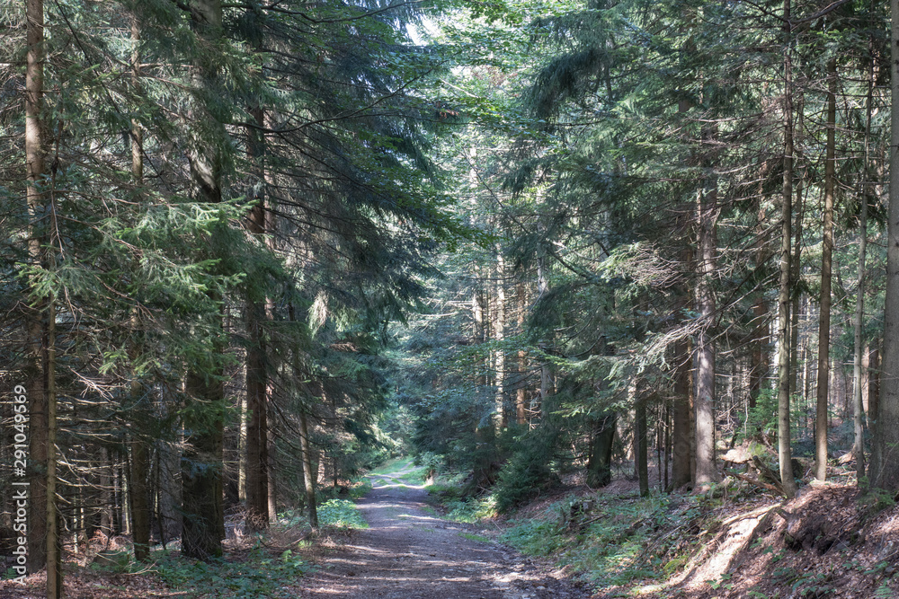 Obraz premium hiking in the bavarian mountains