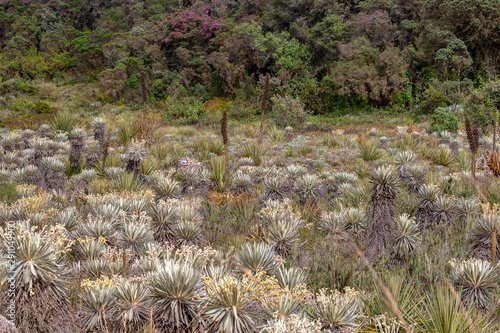 The exotic frailejon valley at the paramo of Teatinos, sorrounding the Laguna Verde,  in the highlands of the Andean mountains of central Colombia. photo