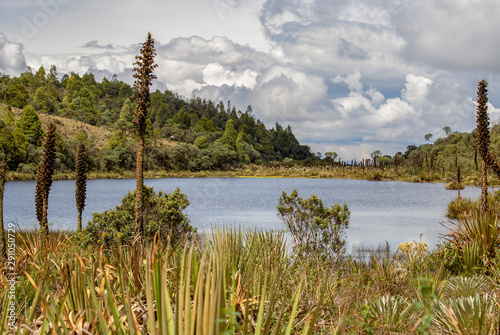 Panoramic view of the Laguna Verde, a natural lake at the Teatinos paramo, in the highlands of the Andean mountains of central Colombia. photo