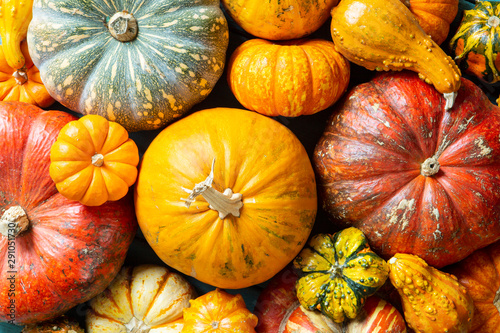 Wall Mural assorted pumpkins and gourds