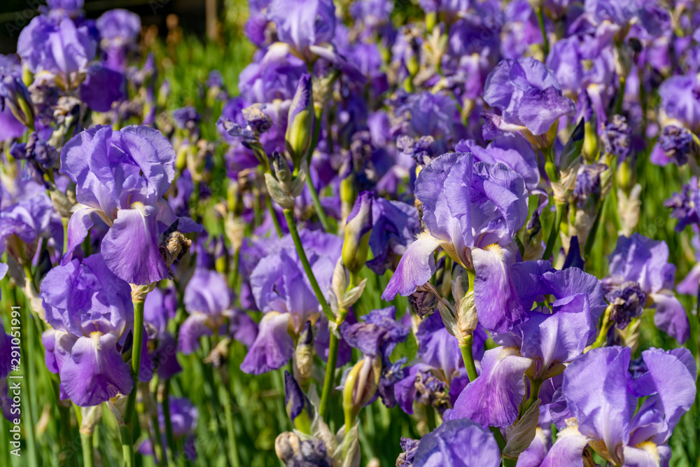 Obraz premium Lilac iris flowers, spring blossom of colorful irises in Provence, South of France
