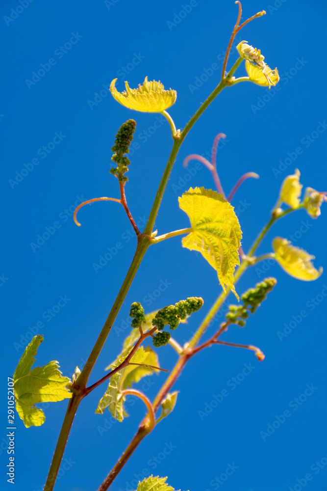 Young grape vine with small green grapes on blue sky background Young grape vine with small green grapes on blue sky background