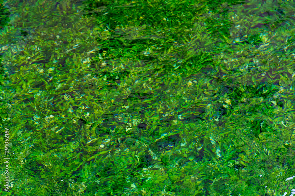 River stream with emerald green water and green water plants