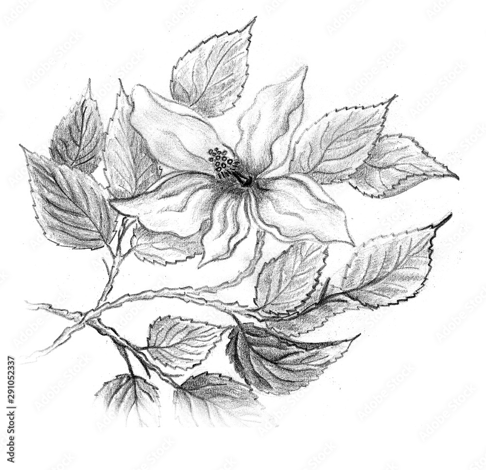 Pencil Drawing Of A Hibiscus Flower