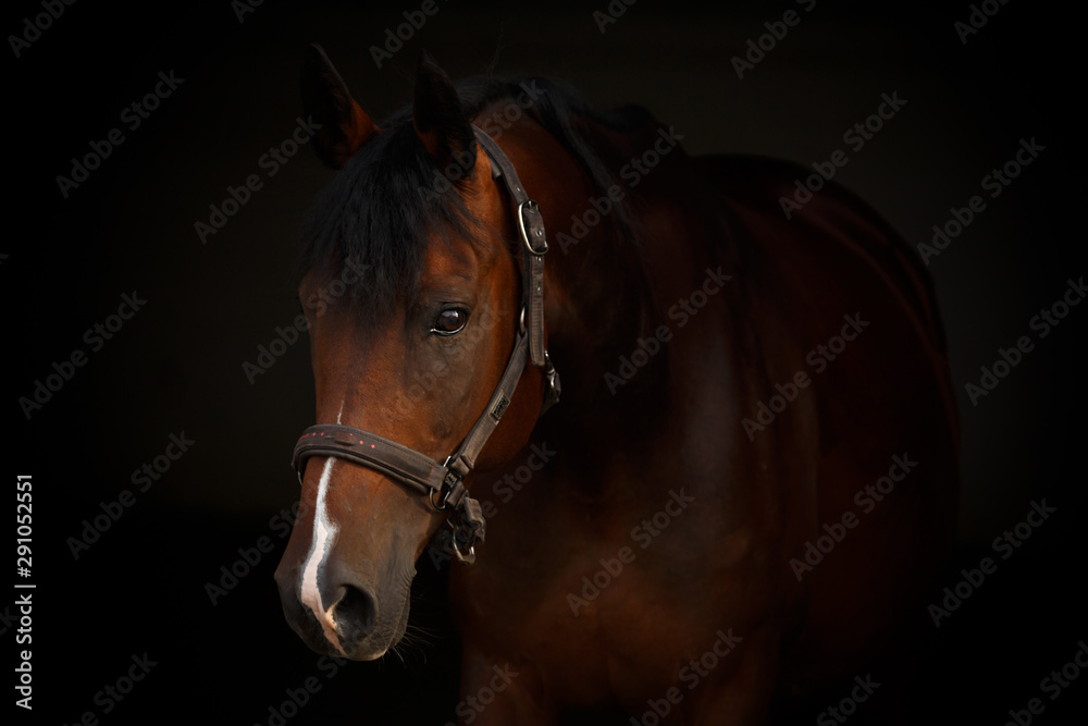 Obraz premium Portrait braunes Vollblut