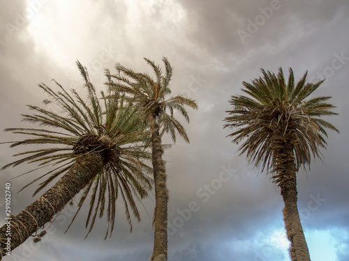 Palm trees against the overcasted sky  in the colonial town of Villa de Leyva in the Andean mountains of central Colombia.