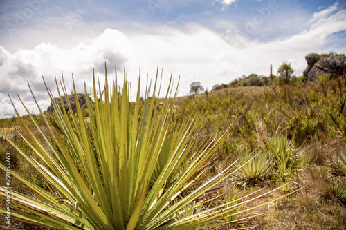 Panoramic view of the Teatinos paramo with a puya plant in the foreground. Captured at the highlands of the Andean mountains of central Colombia.