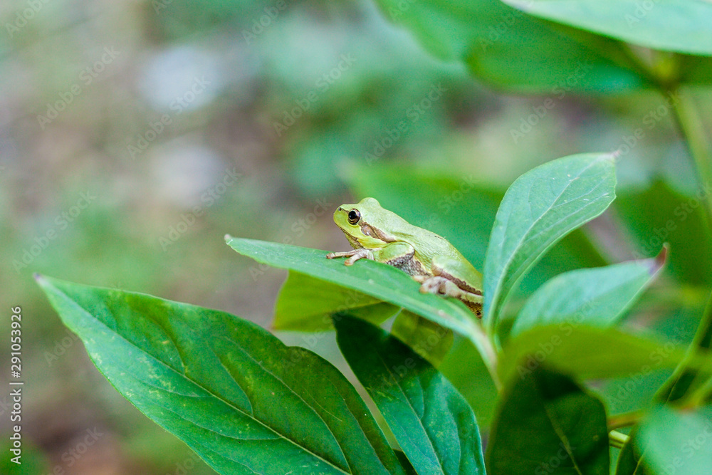 Australian Green or European green Tree Frog on a leaf or on a grass stalk (Hyla arborea formerly Rana arborea) lurking for prey in natural environment. Selective focus Australian Green or European green Tree Frog on a leaf or on a grass stalk (Hyla arborea formerly Rana arborea) lurking for prey in natural environment. Selective focus
