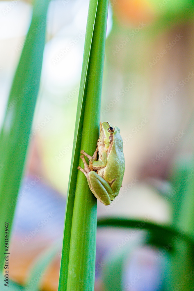 Australian Green or European green Tree Frog on a leaf or on a grass stalk (Hyla arborea formerly Rana arborea) lurking for prey in natural environment. Selective focus Australian Green or European green Tree Frog on a leaf or on a grass stalk (Hyla arborea formerly Rana arborea) lurking for prey in natural environment. Selective focus