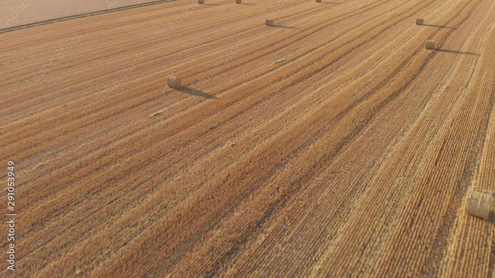 Drone video over a prairie wheat field that has been harvested and now has round bales of straw casting long shadows. Drone is at a moderate height and moving forward across the direction of the rows Drone video over a prairie wheat field that has been harvested and now has round bales of straw casting long shadows. Drone is at a moderate height and moving forward across the direction of the rows