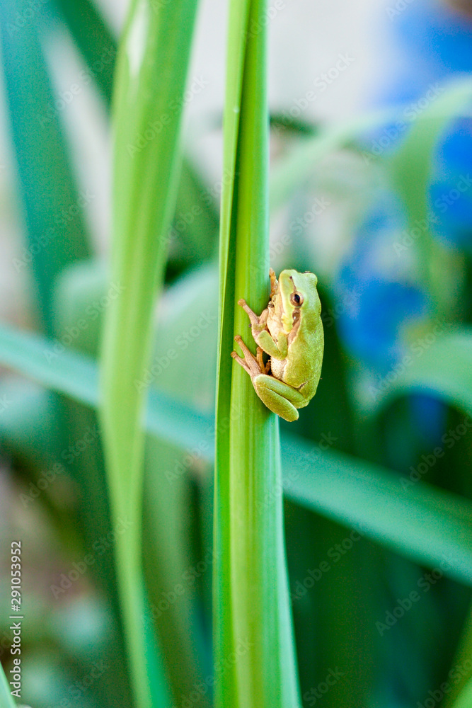 Australian Green or European green Tree Frog on a leaf or on a grass stalk (Hyla arborea formerly Rana arborea) lurking for prey in natural environment. Selective focus Australian Green or European green Tree Frog on a leaf or on a grass stalk (Hyla arborea formerly Rana arborea) lurking for prey in natural environment. Selective focus