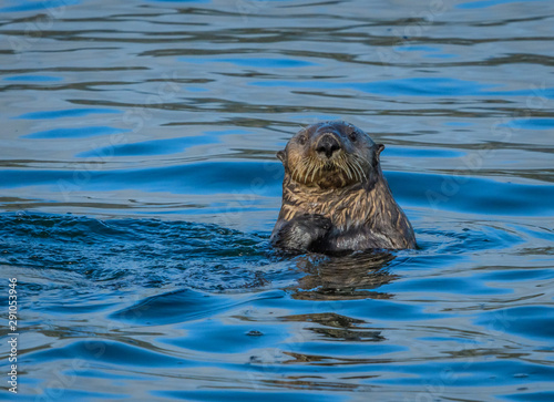 Solitary sea otter pocking his head out of the cold Alaskan Inside Passage waters