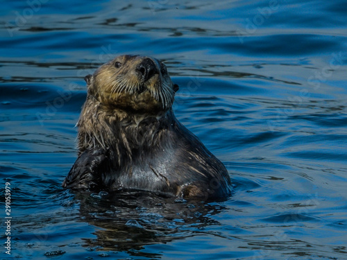 Solitary sea otter pocking his head out of the cold Alaskan Inside Passage waters