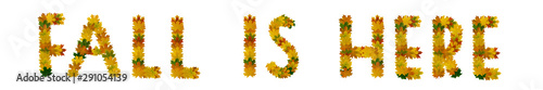 Phrase Fall is here of yellow  green and orange maple autumn leaves close-up. Isolate on white background
