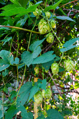 Fresh hops or Humulus lupulus used primarily as a bittering, flavouring, and stability agent in the process of making beer