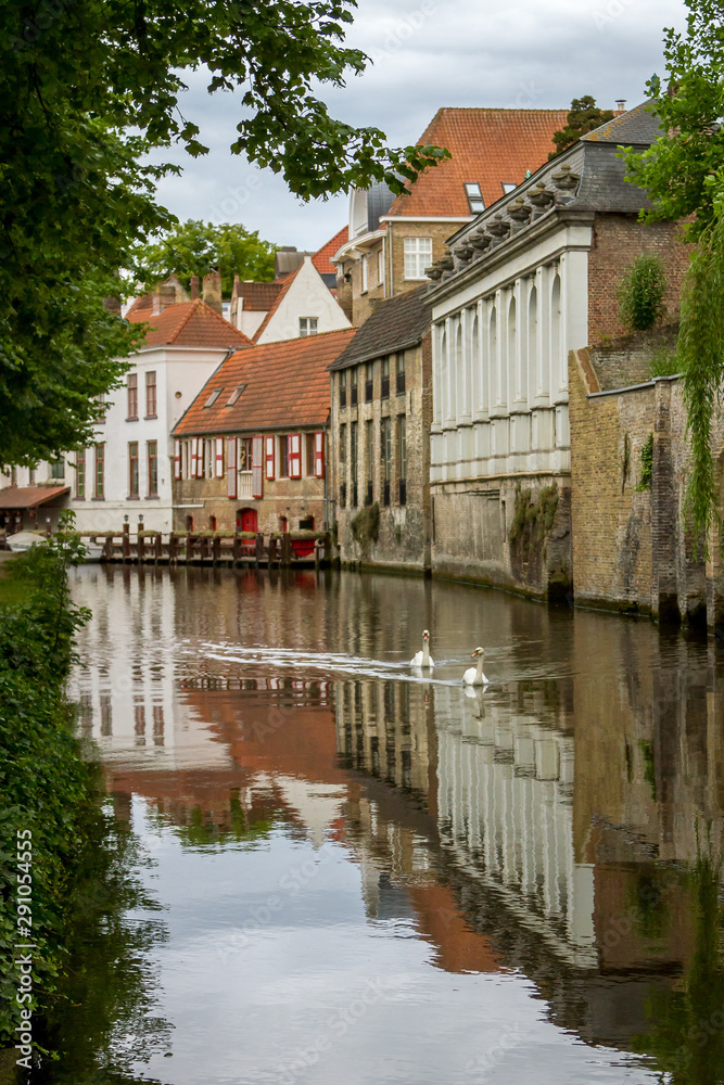 Two white swans swim along a canal in Bruges Belgium