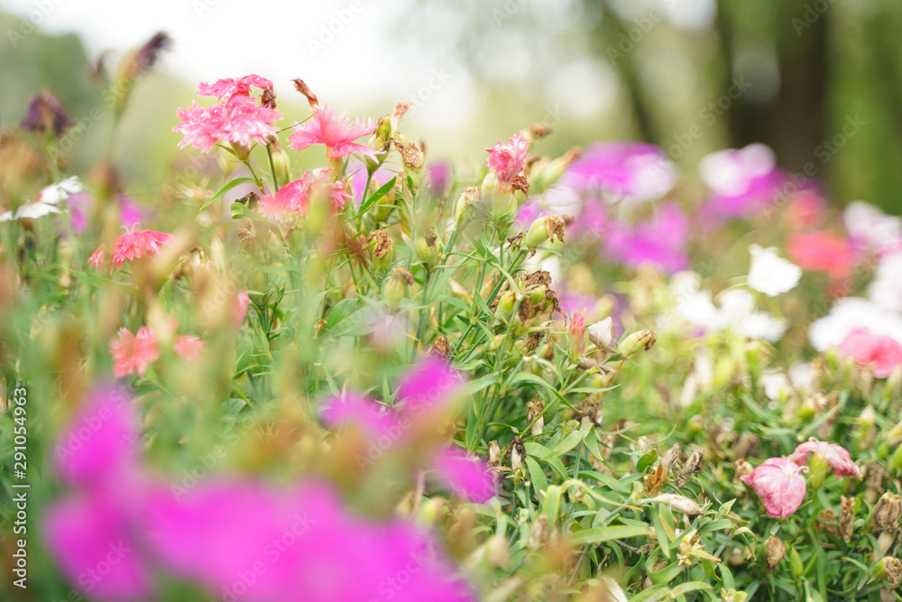 Obraz premium Photo of a Wilted Flower in the autumn city park with nobody