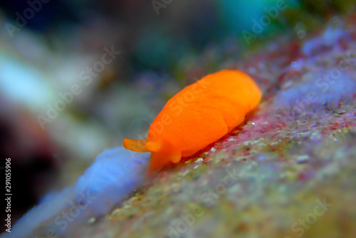 Orange Gumdrop Seaslug - Berthellina delicata/citrina photo