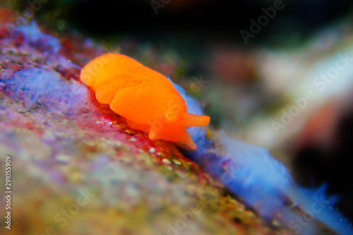 Orange Gumdrop Seaslug - Berthellina delicata/citrina photo