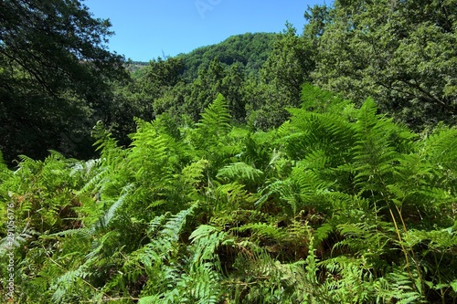 Spectacular And Dense Green Vegetation Of Ferns And Oak Wood