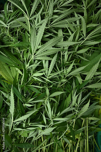 cannabis medicinal plant