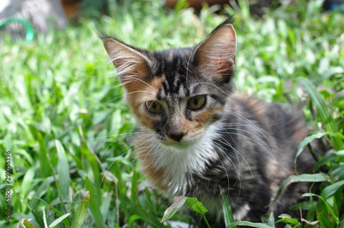 Domestic pedigree Maine Coon cat.