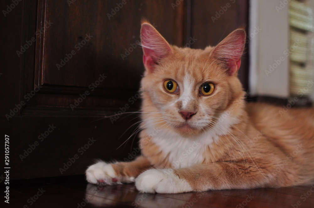 Domestic pedigree Maine Coon cat.