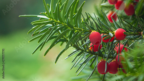 Fotografia Yew, ripe red berries on a branch, green background.