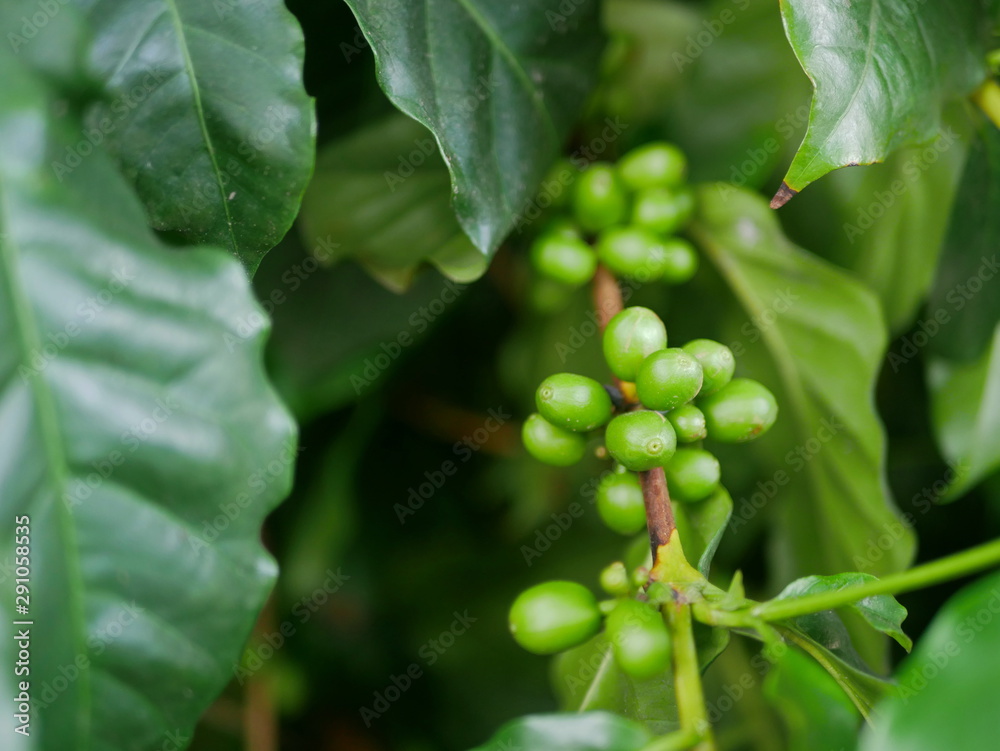 Fototapeta premium Wild young coffee beans on its tree