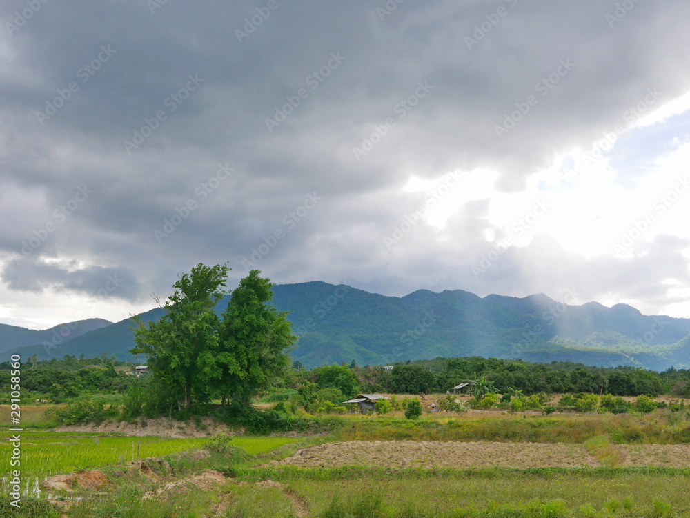 Scenery of paddy / rice field, trees, mountain, cloudy sky, and evening sunlight shining on the earth in a rural area in the North of Thailand