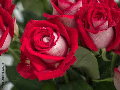 Royal Rose  exhibition  Poland