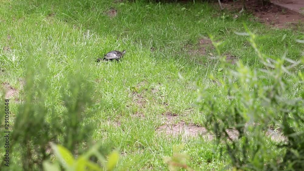 Rack Focus Of Pond Turtle Walking Quickly Through Grass, Trying To Escape.
