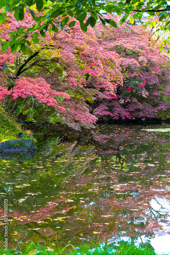 Fototapeta Naklejka Na Ścianę i Meble -  Hirosaki Castle Park Autumn foliage scenery view. Beautiful landscapes of multicolor reflecting on surface in sunny day. Hirosaki city, Aomori Prefecture, Japan