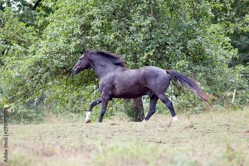 Schwarzes Pferd Rappe galoppiert frei auf der Wiese. 