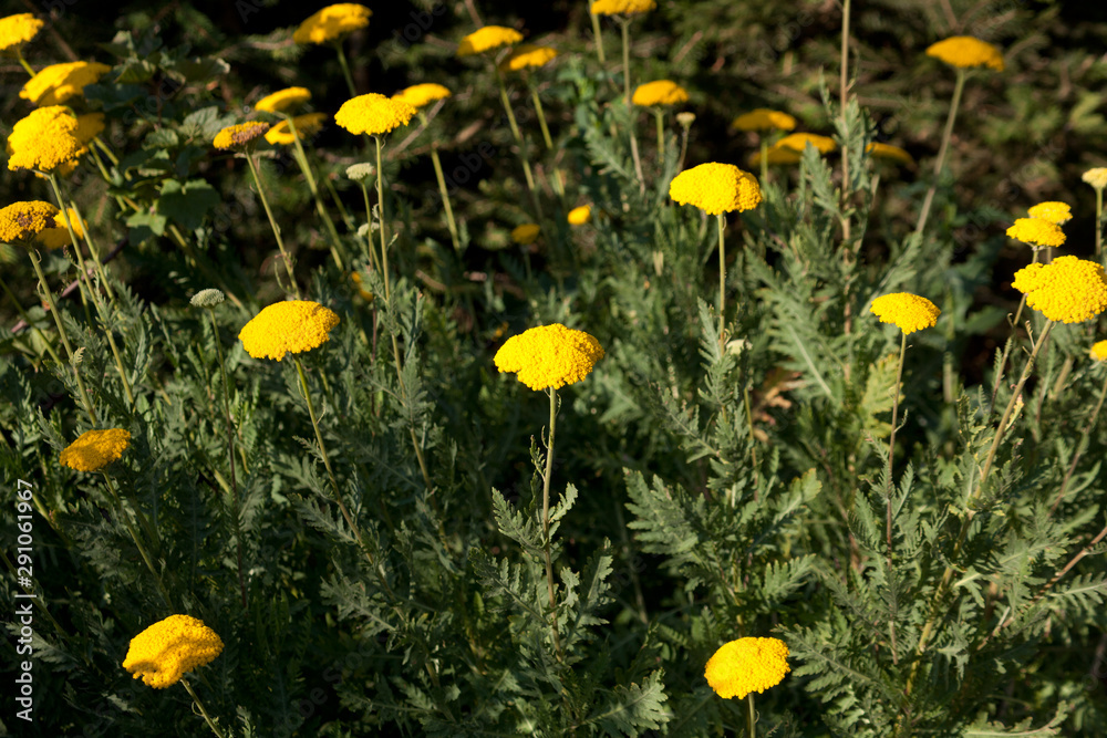 Obraz premium Rainfarn - Tanacetum vulgare, Chrysanthemum vulgare 