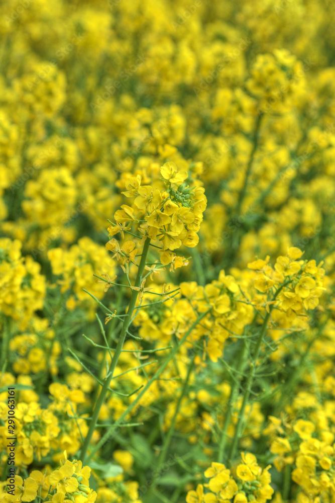 大阪駅の菜の花 大阪駅の菜の花