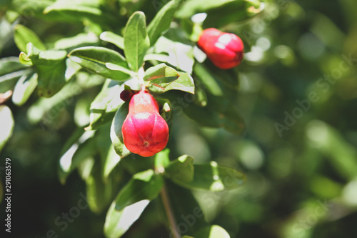 Pomegranate Beginning to Bud