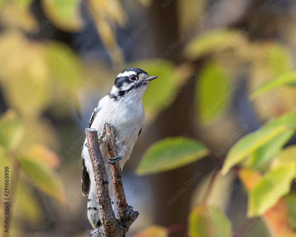 Naklejka premium Female Downy Woodpecker in Alaska
