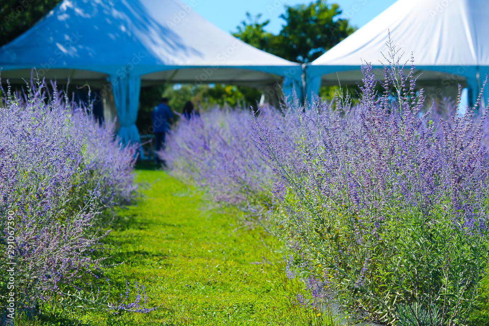 Fototapeta Beautiful purple lavender on field, Bleu Lavande, Stanstead, Quebec, Canada