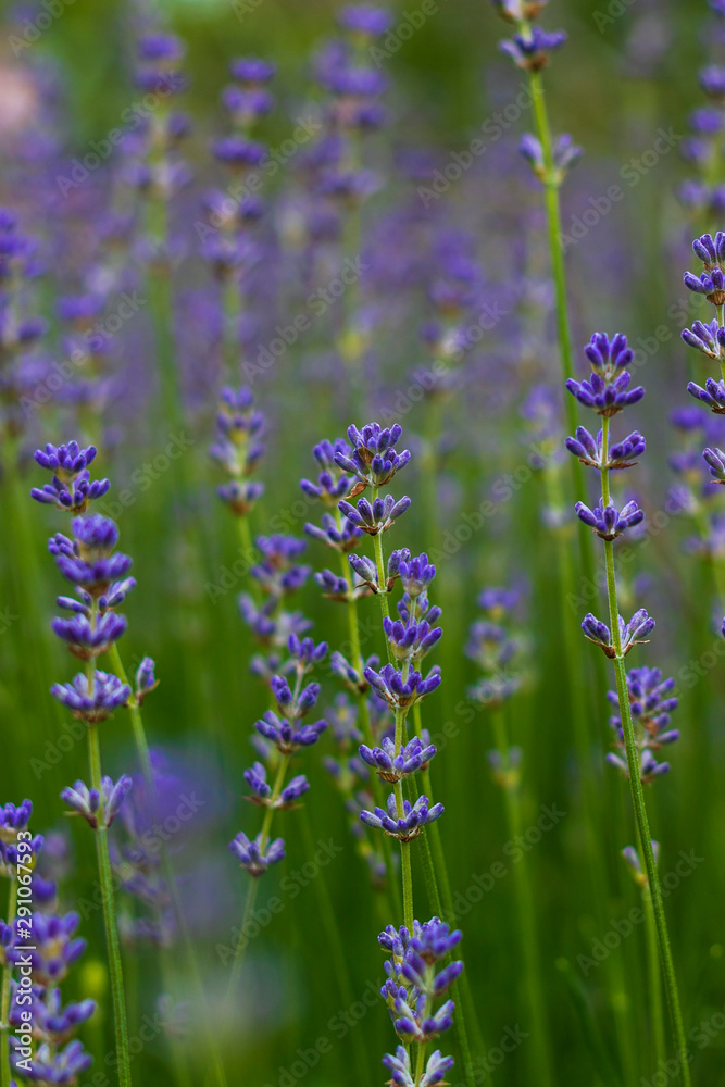 Obraz premium lavender flowers field blooming