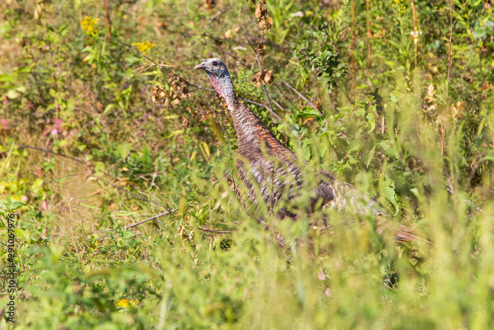 wild turkeys in summer wild turkeys in summer