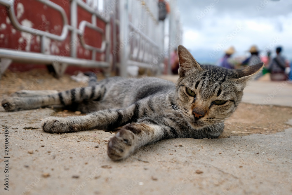 Burmese tabby best sale