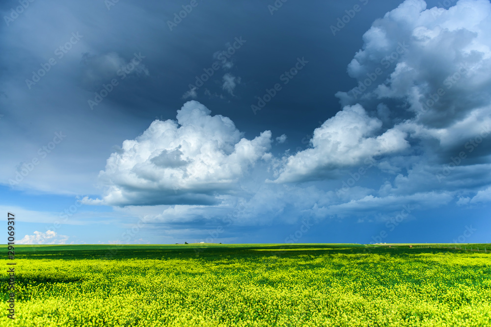 Beautiful canola fields in the summer Beautiful canola fields in the summer