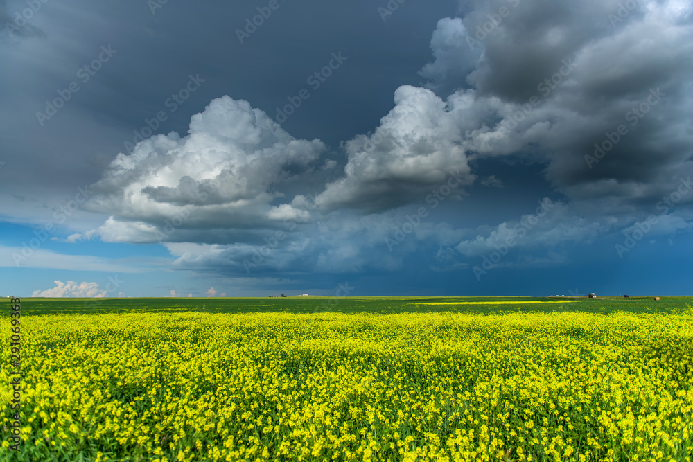 Obraz premium Beautiful canola fields in the summer