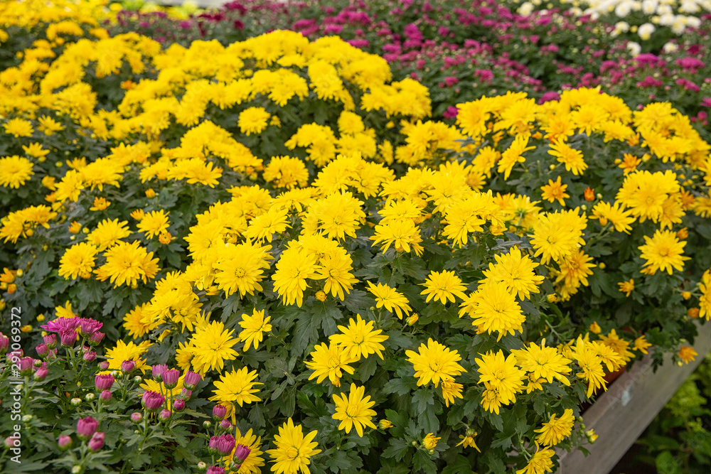 Obraz premium colorful chrysanthemums on the counter in baskets. growing flowers.