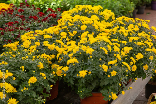 colorful chrysanthemums on the counter in baskets. growing flowers.
